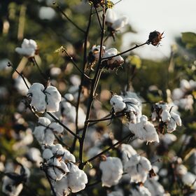Cotton Plant